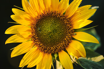 Close-up of blooming sunflower on the dark background. Beautiful sunflower with textured surface