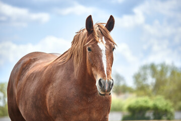Obraz premium Portrait of a chestnut draft horse resting in the paddock in spring. A red mare with a white stripe stands against the blue sky