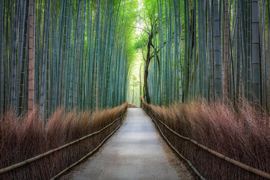 Green bamboo forest in Arashiyama, Kyoto, Japan