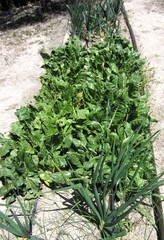 onions and chard in vegetable patch with drip irrigation