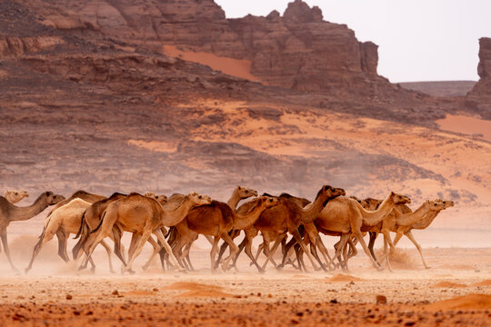 wild camel in sand desert. sahara, algeria