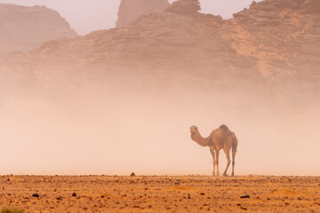 wild camel in sand desert. sahara, algeria