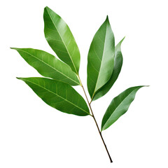 Obraz premium a branch green leaf isolate cut out background