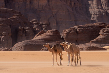 wild camel in sand desert. sahara, algeria