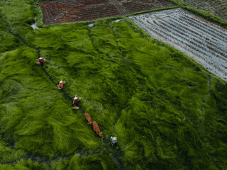 View of a farmer family harvests the grass, which is a raw material for weaving mats and many traditional items in Vietnam