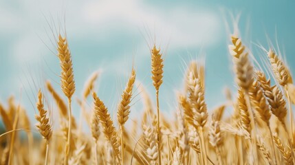 Fototapeta premium Golden wheat field under blue sky with white clouds. Beautiful rural landscape photography. Rich harvest, agriculture, farming, healthy eating concept.