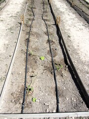 pepper and courgette seedlings with drip irrigation