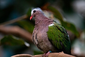 The Emerald Dove or Common Emerald Dove (Chalcophaps indica), also called Asian Emerald Dove and Grey-Capped Emerald Dove.