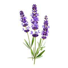 Naklejka premium a purple stem lavender flower green leaf cut out transparent background