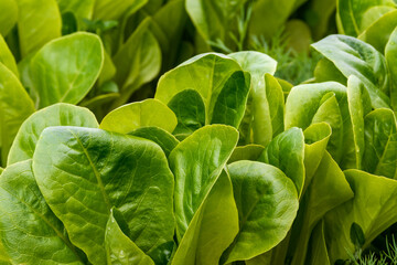 Juicy green lettuce leaves in a garden bed close-up. Raindrops are visible on the lush greenery. Natural light on a sunny summer evening