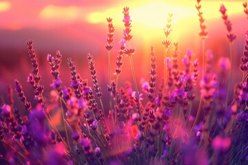 Lavender blossoms gently moving in the breeze during sunset. Fragrant violet lavender blooms in nature at dusk