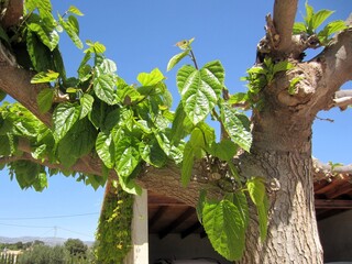 mulberry tree budding in spring