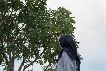 A woman picks avocados in the garden