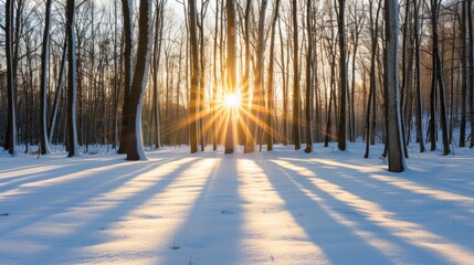 A sun is shining through the trees in a snowy forest