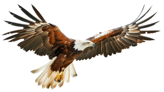 Eagle isolated on white or transparent background, png clipart, design element. Easy to place on any other background.