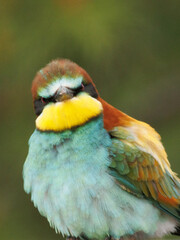 RETRATO DE UN ABEJARUCO AVE MEROPS APIASTER