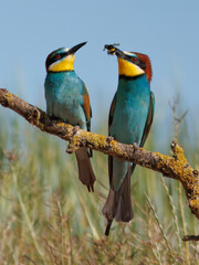 ABEJARUCO AVE MEROPS APIASTER