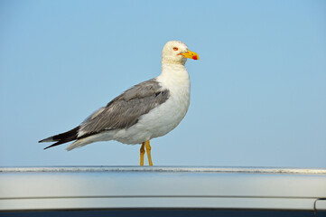 Fototapeta premium A lonely seagull