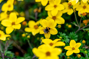 close up of a bee on a yellow Geranium flower on a background of green flowers in Andalsnes