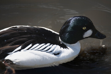 The Common Goldeneye or simply Goldeneye (Bucephala clangula).