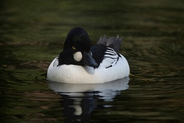 The Common Goldeneye or simply Goldeneye (Bucephala clangula).