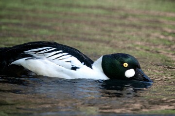 The Common Goldeneye or simply Goldeneye (Bucephala clangula).