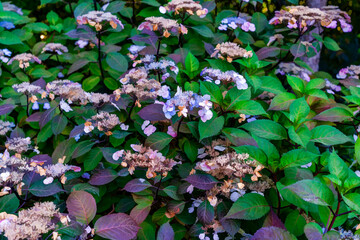 Seatac Blossoms Background Illustration