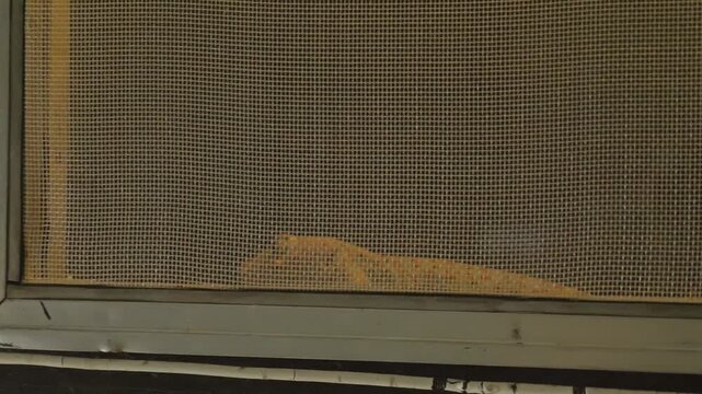 Fighting scene of two gekko gecko tokay on window with net. Two aggressive lizards.