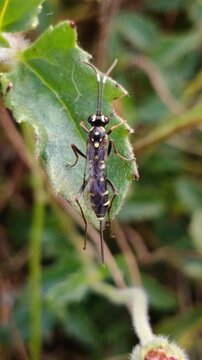 Ichneumon is a genus of parasitoid wasps, this insect belongs to the Ichneumonidae family.