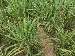 Indonesian farmers working in a sugarcane plantation area