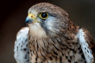 The Common Kestrel (Falco tinnunculus), also known as the European Kestrel, Eurasian Kestrel or Old World Kestrel.