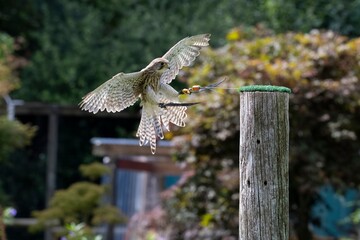 The Common Kestrel (Falco tinnunculus), also known as the European Kestrel, Eurasian Kestrel or Old World Kestrel.
