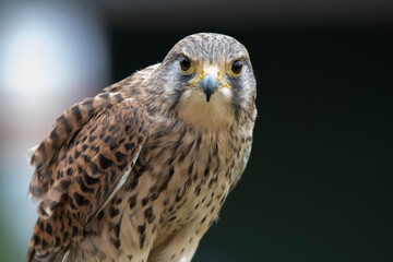 The Common Kestrel (Falco tinnunculus), also known as the European Kestrel, Eurasian Kestrel or Old World Kestrel.