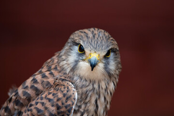 The Common Kestrel (Falco tinnunculus), also known as the European Kestrel, Eurasian Kestrel or Old World Kestrel.