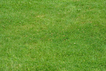 Wiosenna trawa w słoneczny dzień