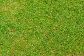 Wiosenna trawa w słoneczny dzień