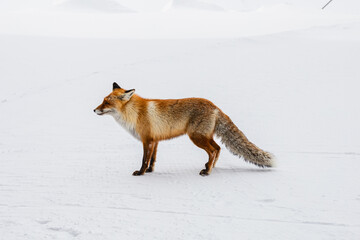 A red fox at snow on winter day in the mountains in the Elbrus region