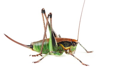 Bush Cricket, Eupholidoptera chabrieri female isolated on white, side view