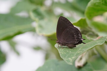Butterflies found in the natural forest.