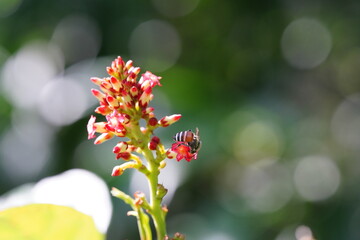 Anthophila found in the forest.