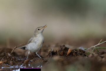 Melodious warbler drinking