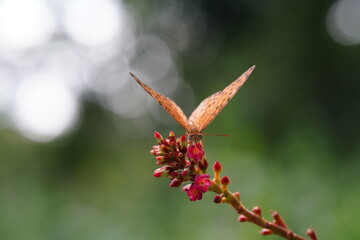 Butterflies found in the natural forest.
