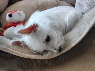 West highland white terrier, Westie, Cute little white dog in dog's bed