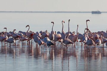 Fototapeta premium FLAMENCO AVE PHOENICOPTERUS