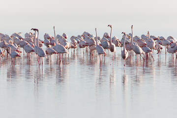 Fototapeta premium FLAMENCO AVE PHOENICOPTERUS
