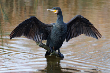 CORMORAN GRANDE