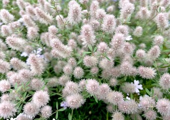 ふわふわした白い花