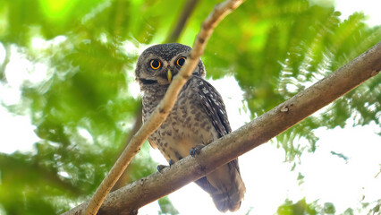 Captivating close-up of spotted owl perched on tree branch against blurred green foliage background. Wildlife and birdwatching.
