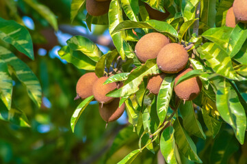 Manilkara zapota, also known as sapodilla or chikoo, with ripe brown fruits and lush green leaves,...