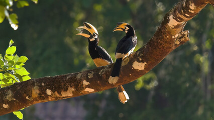 Pair of Oriental Pied Hornbills perched gracefully on lush tree branch in natural habitat. Wildlife and conservation.
